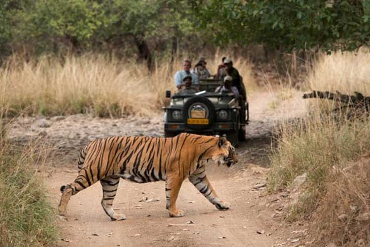 Jaipur To Ranthambore Taxi Cabs | Book Jaipur to Ranthambore Cabs